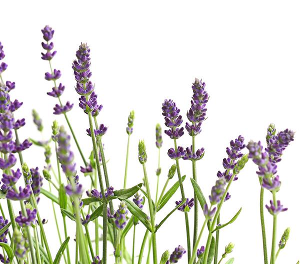 Lavendel