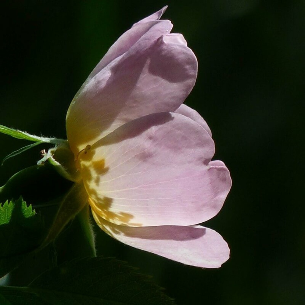 Eglantier ou rosier des chiens (rosa canina) - godet - taille 20/40cm