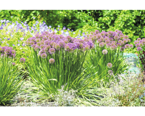 Sierui FloraSelf Allium 'Millenium' Co 3 L
