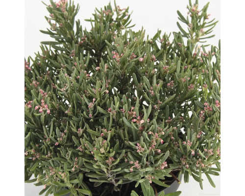 Lavendelheide 'Blue Ice' Andromeda polifolia 'Blue Ice' H 20-30 Co 2 L