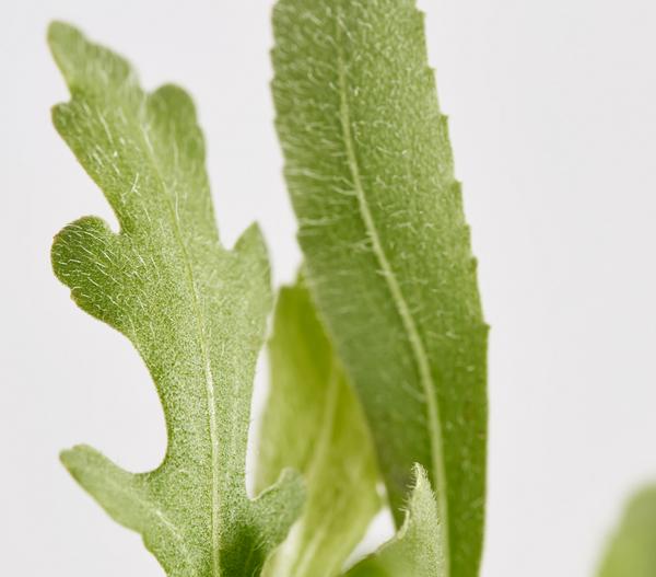 Bio Kokardenblume 'Burgunder'