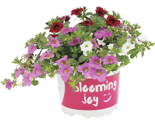 Magic Bell Trio, Verbena Trio, diverse soorten FloraSelf Ø 17 cm pot assorti