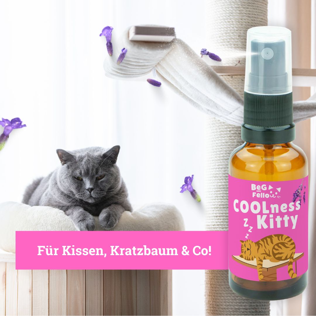 BeG Buddy COOLness Kitty Spray für Katzen, Beruhigung / Entspannung Katze