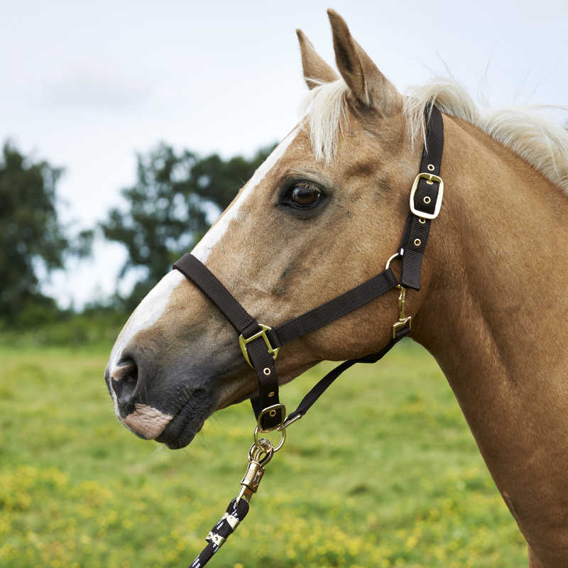 Grime, fôret, cob