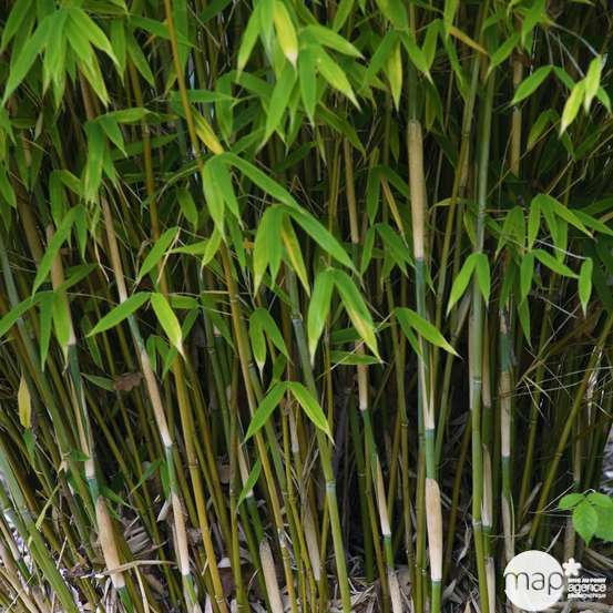 Bambou : pot de 7 litres