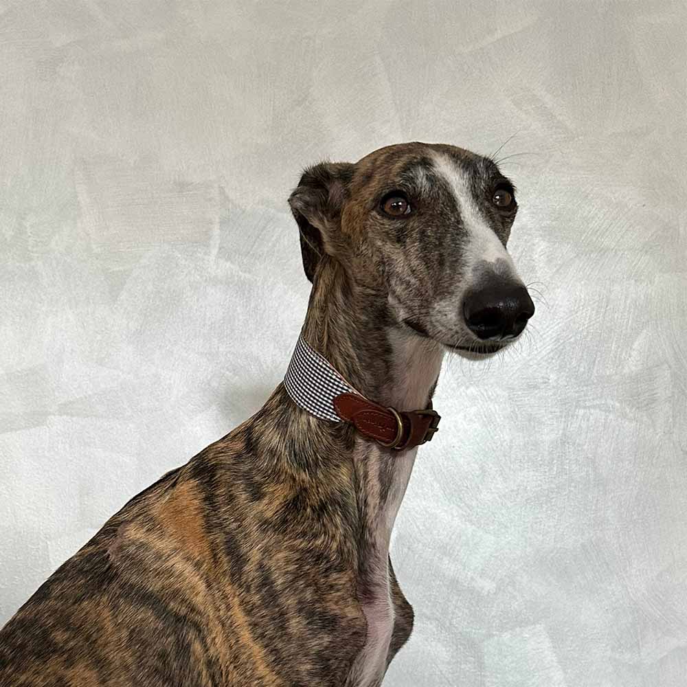COLAR MILO GALGO - G