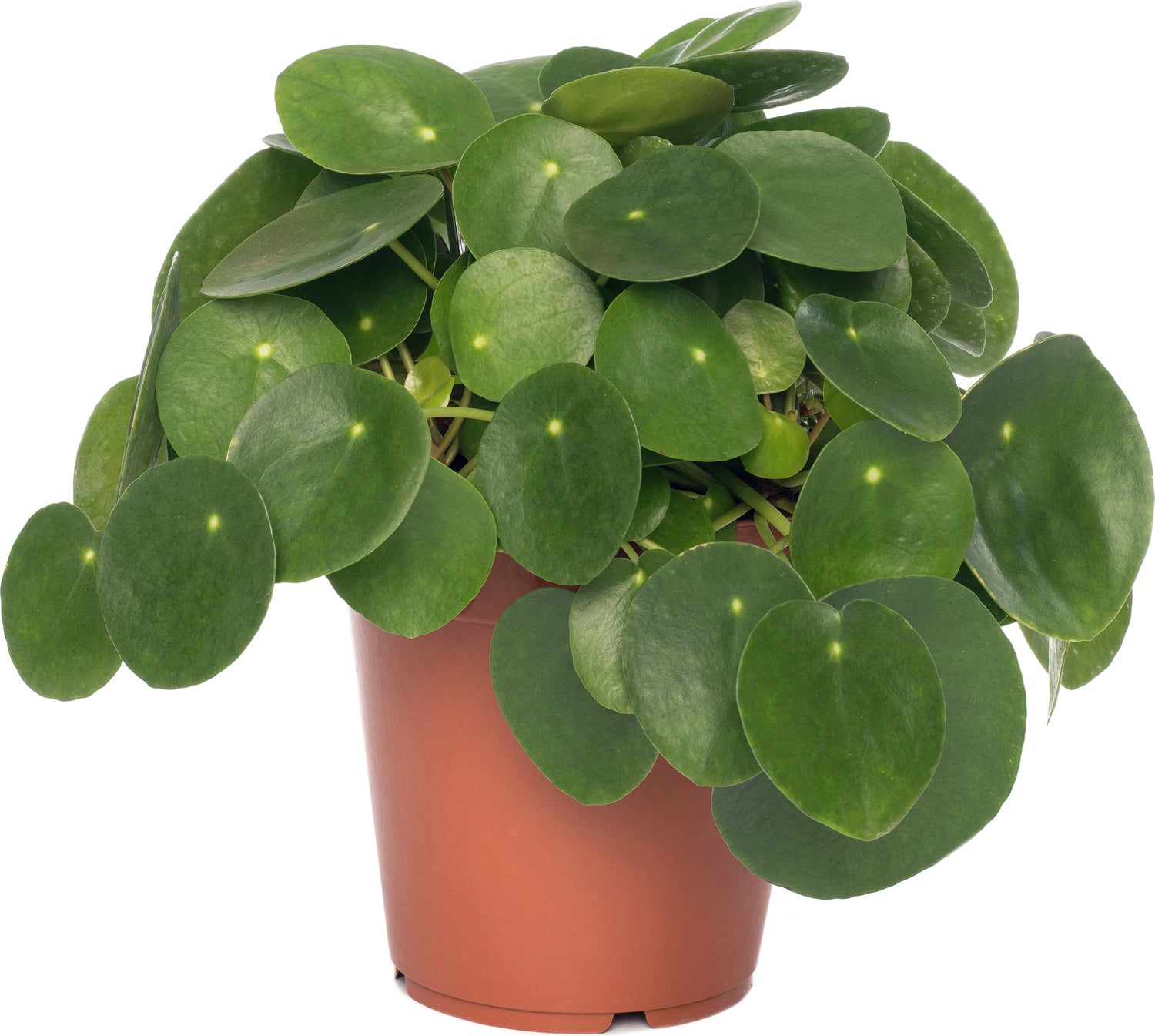 Pannenkoekenplant (Pilea peperomioides) D 15 H 30 cm