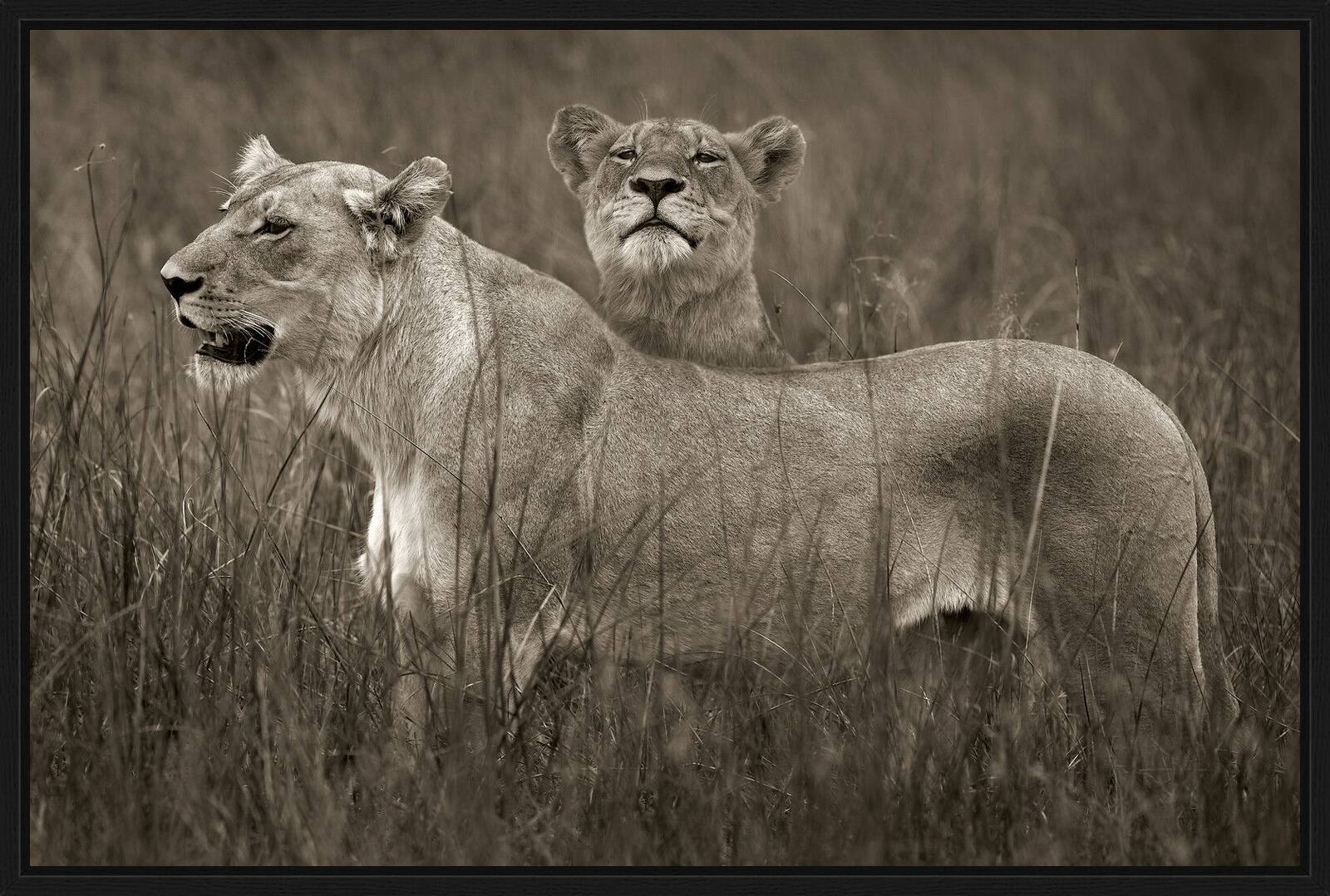 Lion sisters by Horst Klemm - Limited Edition. Edition of: 150. Signed.