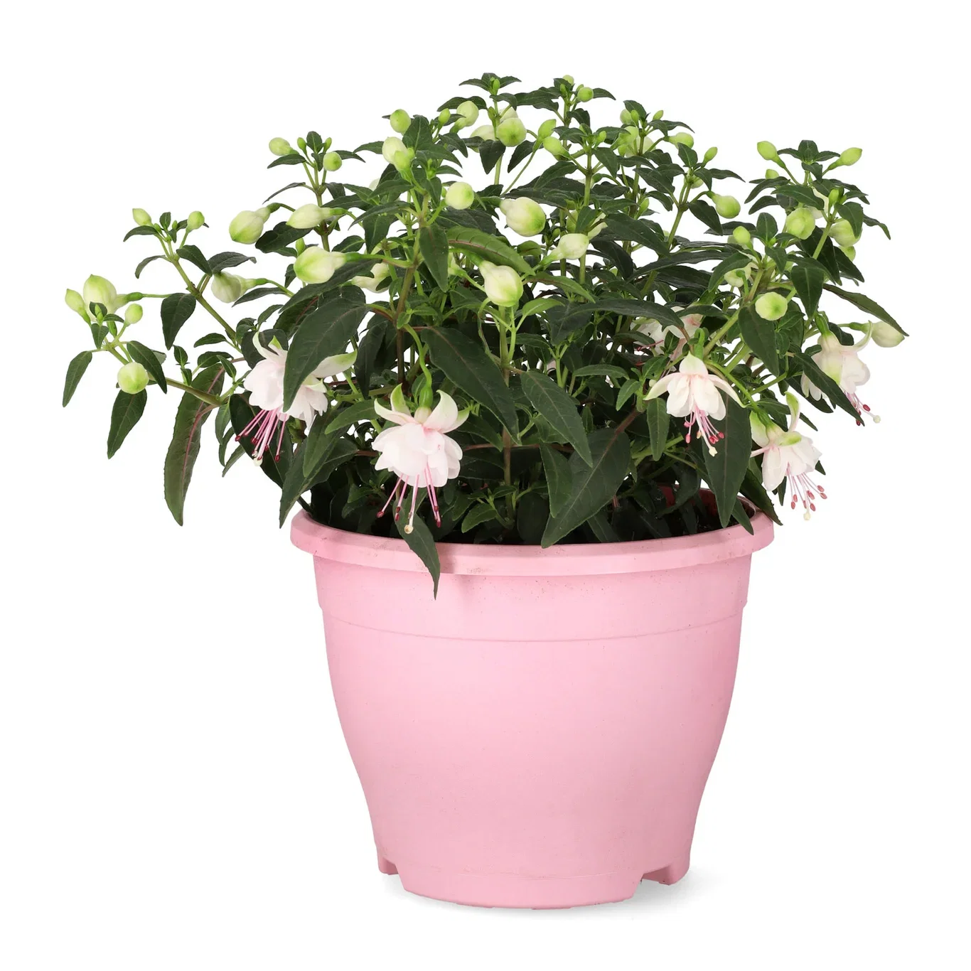 Fuchsia Fuchsia 'Bella' Ø19 cm
