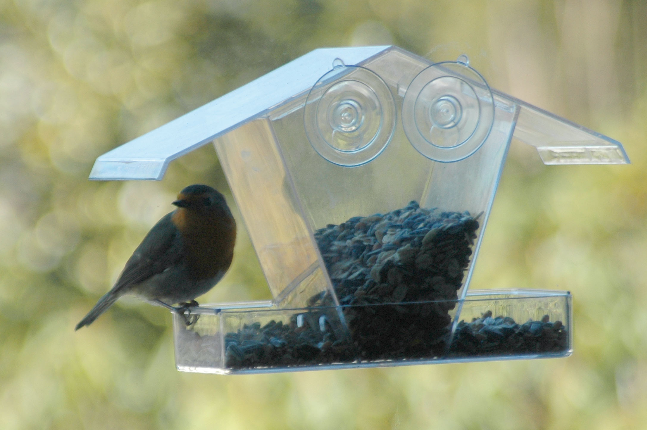 dobar Transparentes Fenster-Vogelfutterhaus mit Saugnäpfen