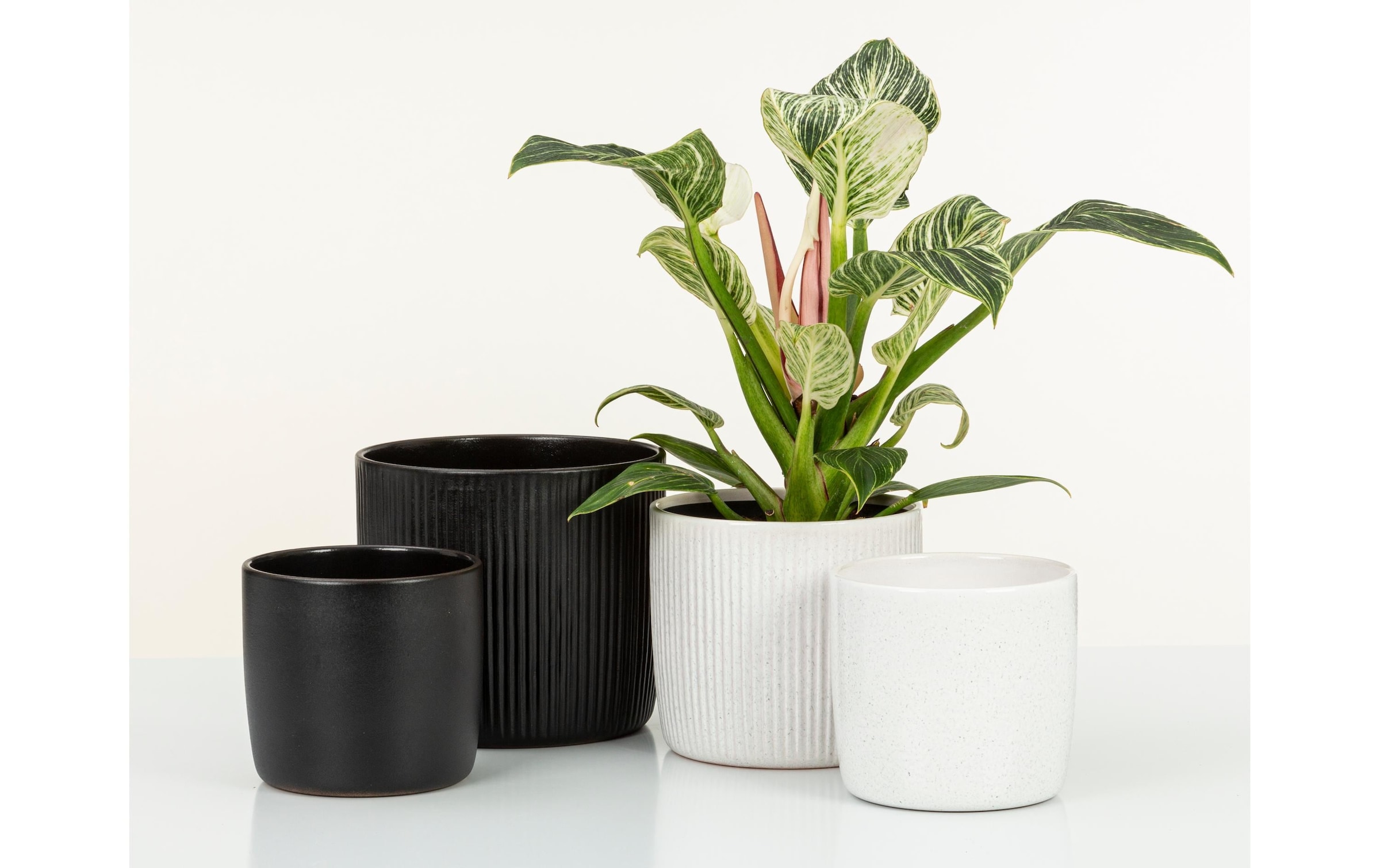 Scheurich Blumentopf »Ebano Solido Linea«
