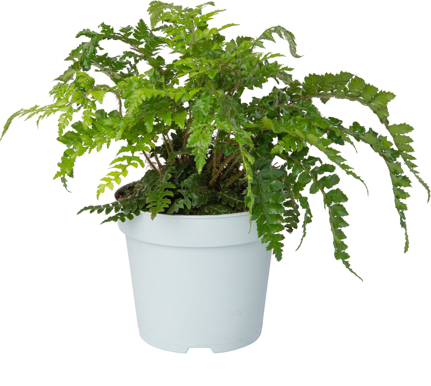 Glansschildvaren (Polystichum polyblepharum) D 9 H 15 cm