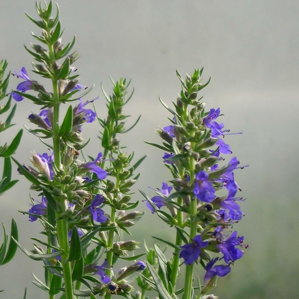 Hysope officinalis naine bio/hyssopus officinalis aristatus[-]lot de 5 godets