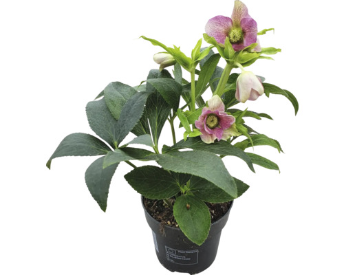 Lenteroos FloraSelf Helleborus orientalis 'Early Pink' Ø 12 cm pot
