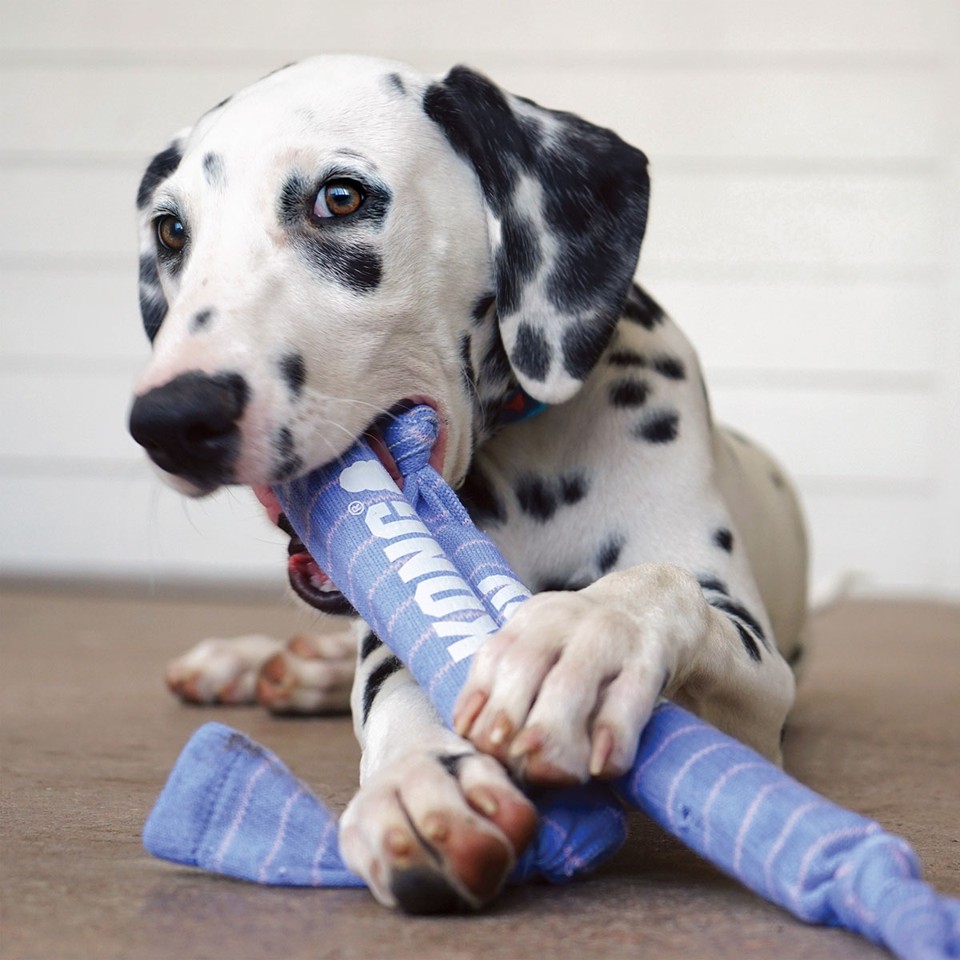 Kong - Puppy Signature Crunch Reb Double - Lilla