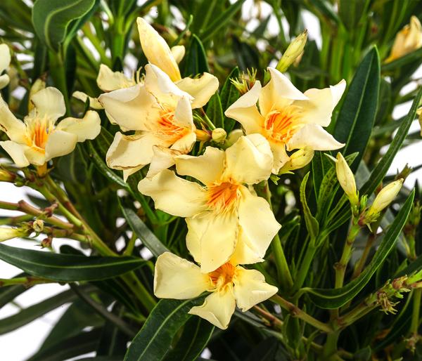 Oleander, Solitärbusch