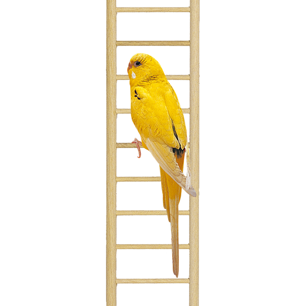 Accessoires cages oiseaux ferplast échelle bois exercice