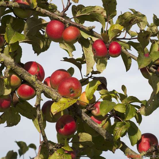 Pommier 'Api Rose', Label Rouge : Pot 12L, Gobelet 3 ans