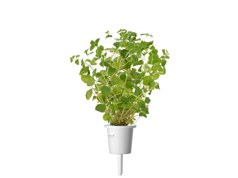 Click and Grow - Smart Garden 3 stykker - Oregano-frø