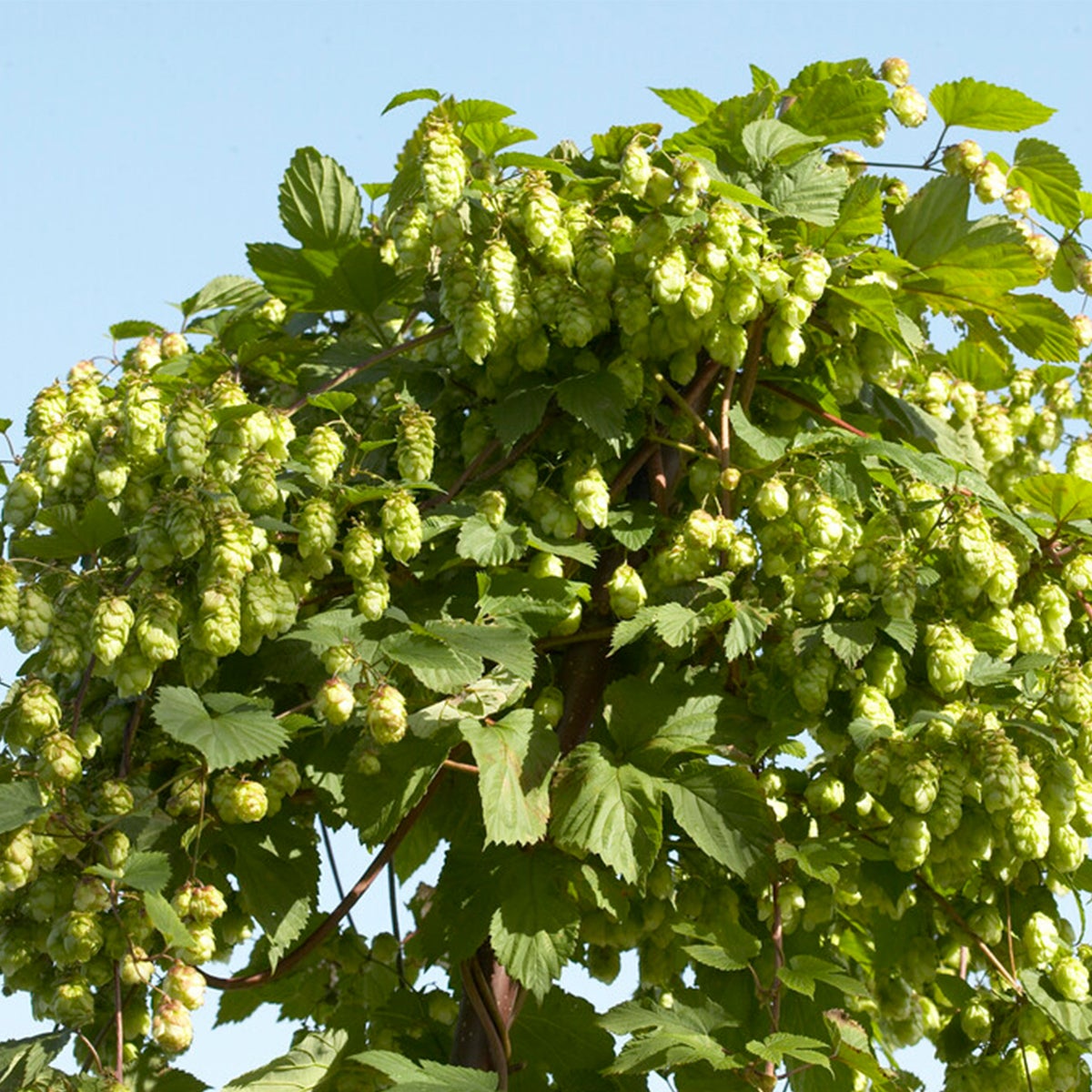 Bloomique – Humulus Lupulus – Hop plant – geschikt voor het brouwen van bier – klimplanten – tuinplanten – winterhard – potmaat 15 cm – hoogte 70–80 cm