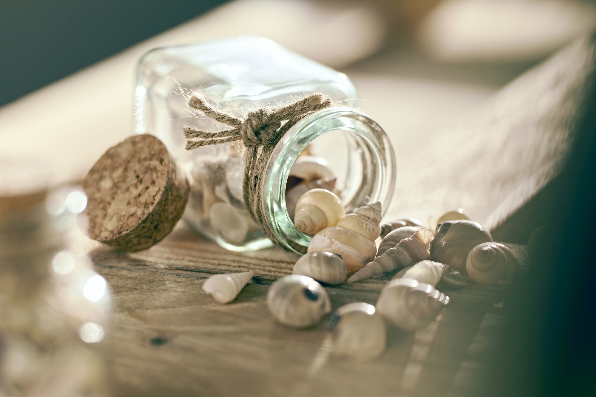 Muscheln & Schnecken im Glas, H 9 cm, B 5 cm, L 5 cm von fischer's lagerhaus