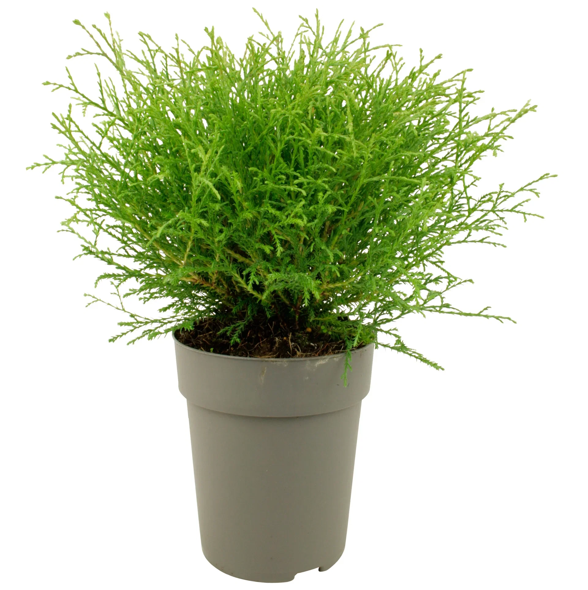 Thuja occidentalis MR BOWLING BALL Tuja MR BOWLING BALL Ø26 cm