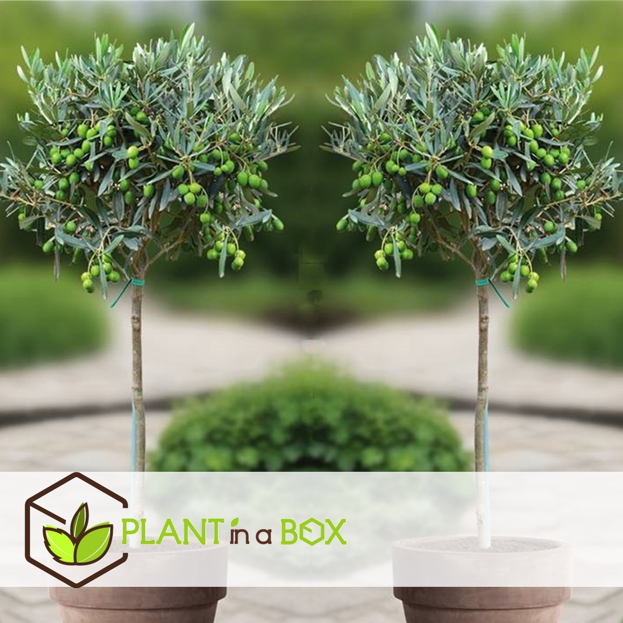 Olea europaea - set de 2 - olivier sur tige - pot 21cm - hauteur 90-100cm