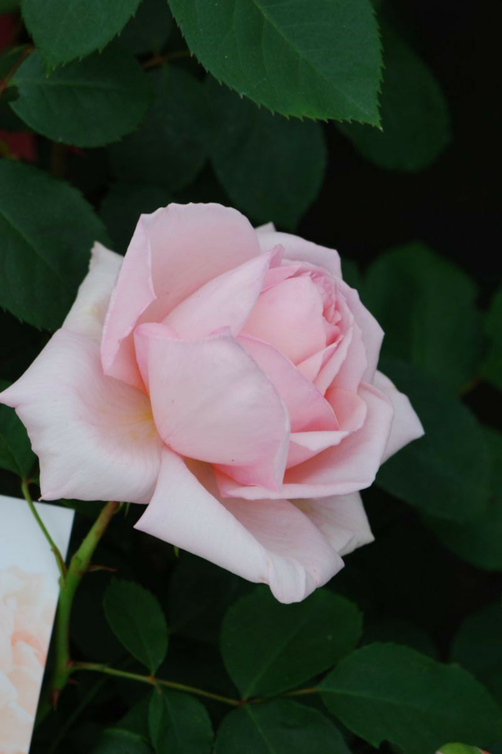 Rosier 'ville de fontenay aux roses' ? - 5l