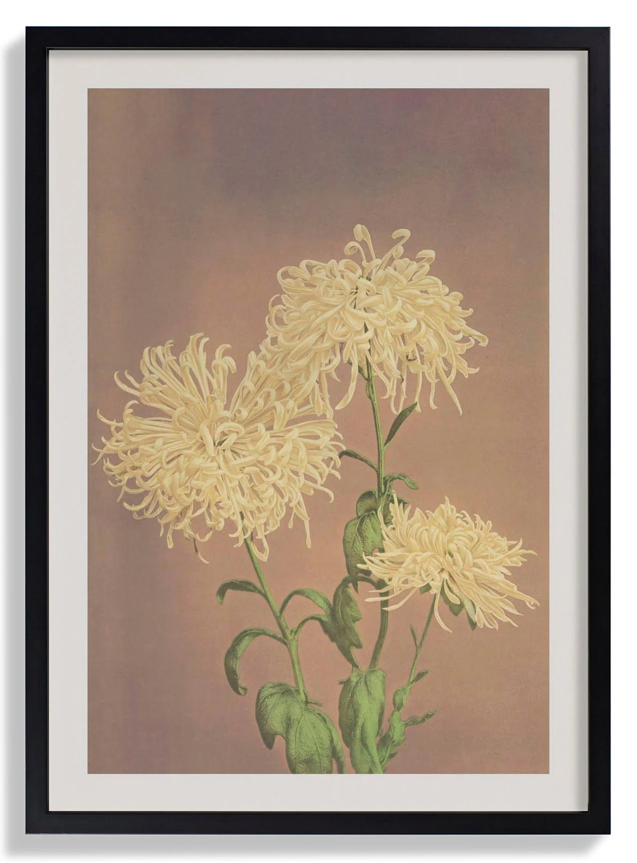 Drei gelbe Chrysanthemen von Ogawa Kazumasa