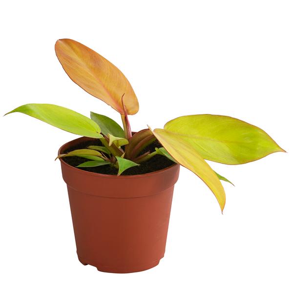 Baumfreund - Philodendron 'Prince of Orange'
