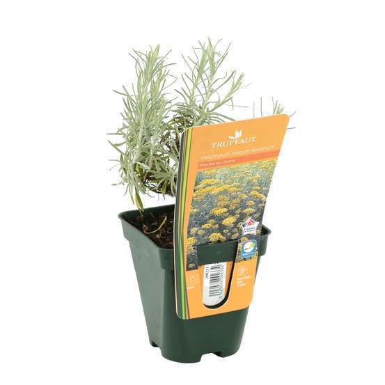 Plante au curry : godet vert