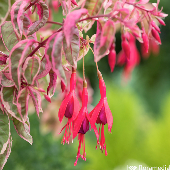 Fuchsia 'Tom West' : pot 3 L