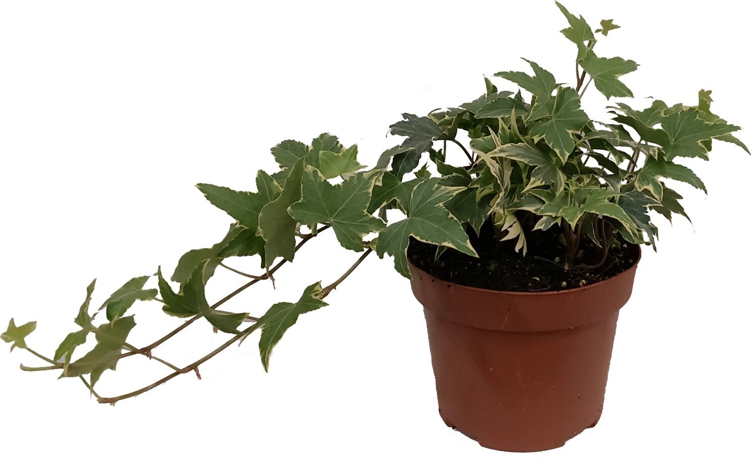 Klimop (Hedera helix 'Goldchild') D 13 H 40 cm