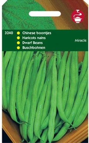 groentezaad Stamslaboon (Phaseolus vulgaris 'Miracle')
