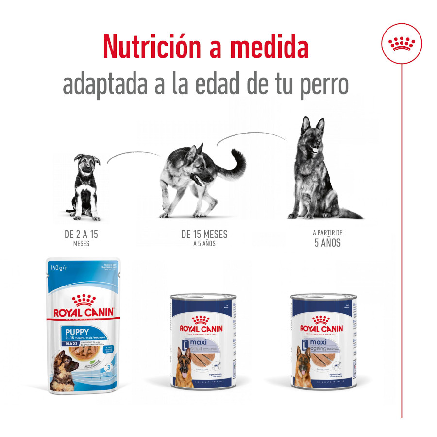 Patê Royal Canin Maxi para Cães Idosos 5+