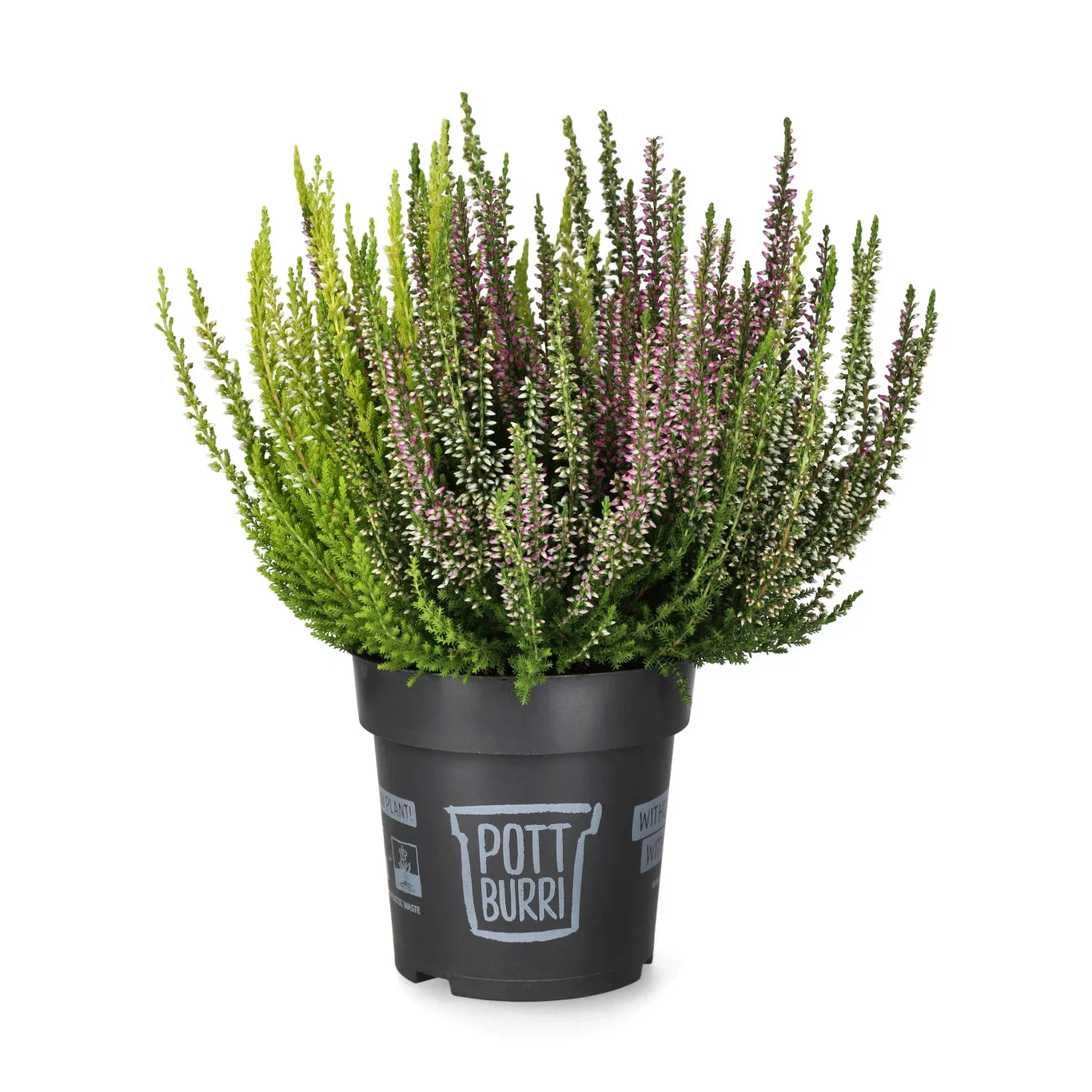 Calluna vulgaris Røsslyng Ø12 cm