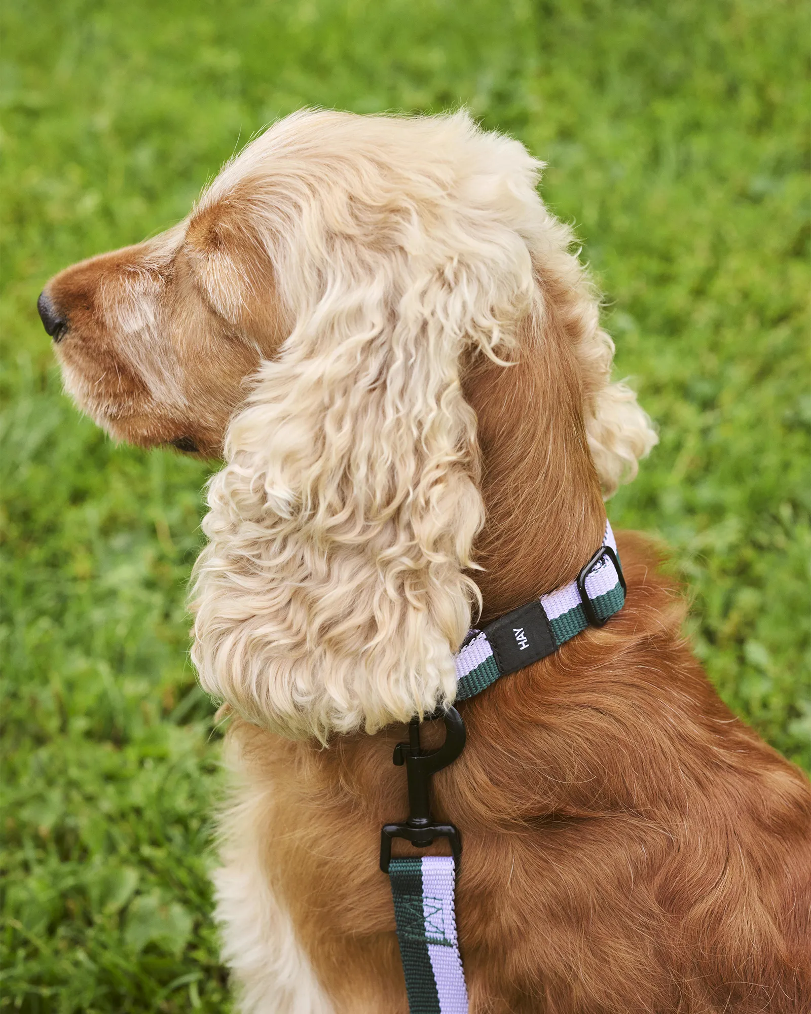 HAY HAY Dogs Collar Flat