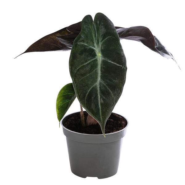 Pfeilblatt - Alocasia 'Yucatan Princess'