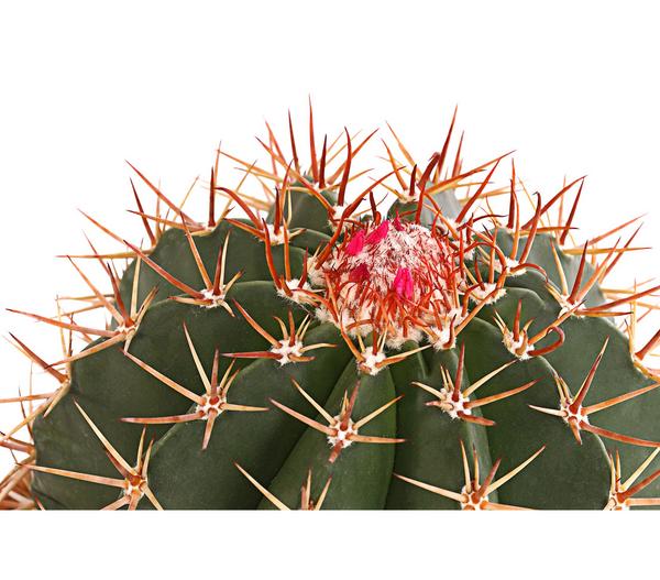 Ferokaktus - Ferocactus stainesii