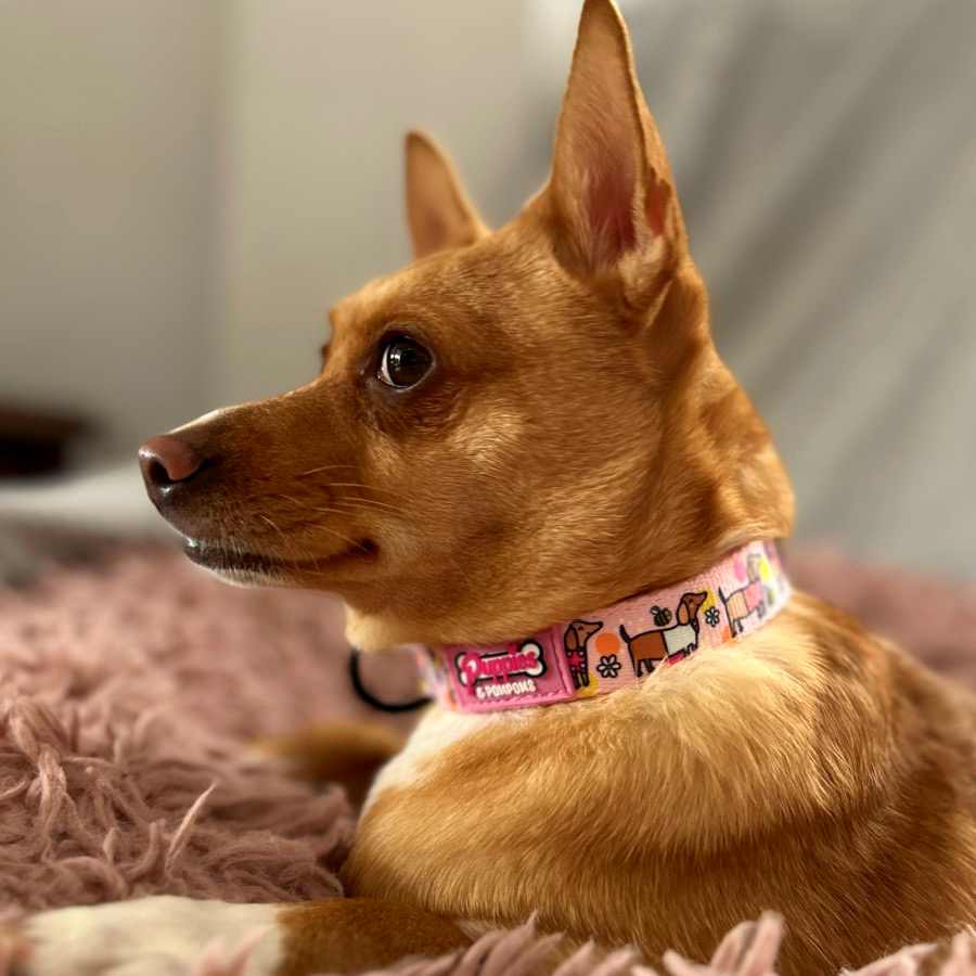 Coleira - Dachshunds Bee Happy