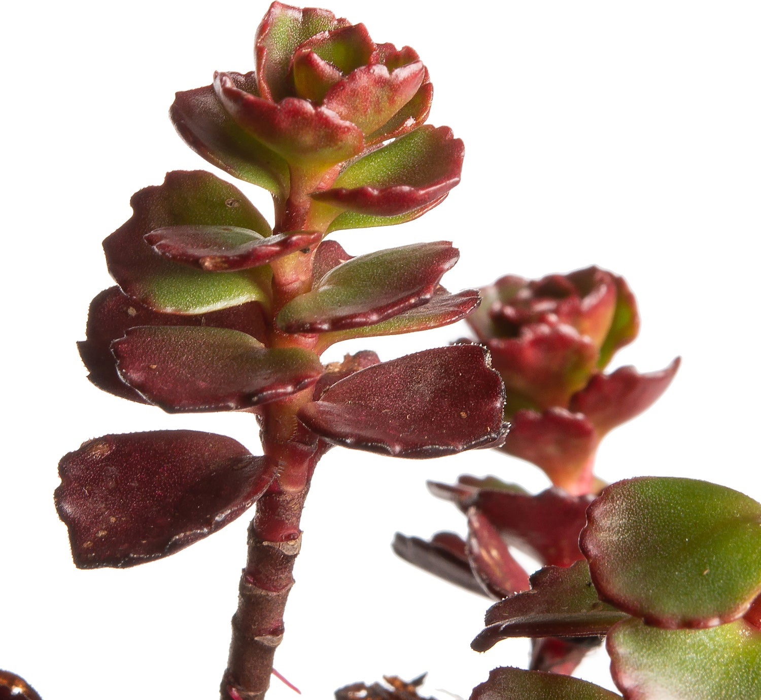 Vetkruid (Sedum spurium 'Fuldaglut') D 11 H 10 cm