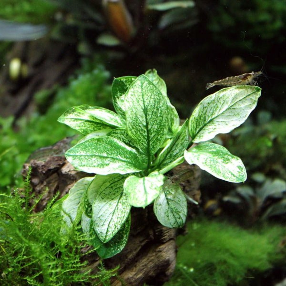 Anubias nana pinto