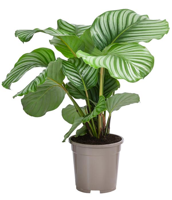 Korbmarante - Calathea orbifolia