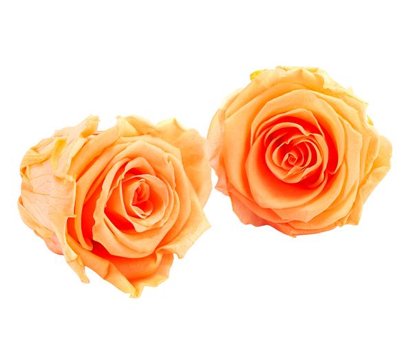 Dehner Longlife-Rose, ca. Ø6 cm