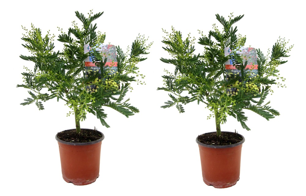 Mimosa acacia dealbata - lot de 2 -buisson de mimosa - pot 15cm- hauteur 40-50cm