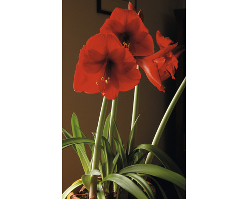 Amaryllis, Knight's Star MIX FloraSelf Hippeastrum Ø 17 cm pot 2-3 bloemen