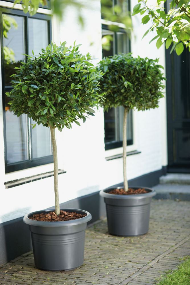Elho bloempot Green Basics zwart D 29,5 H 22,4 cm