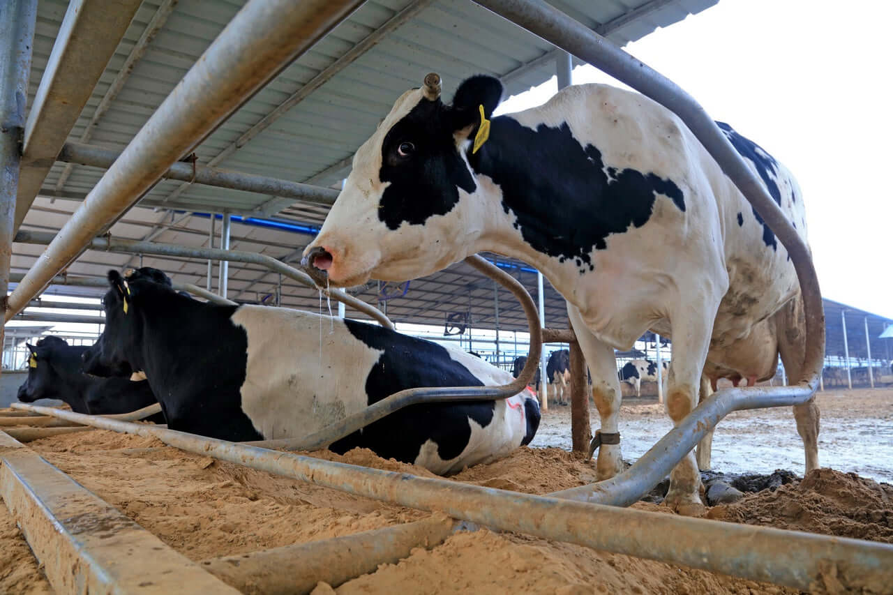 Bentonita de cálcio para alimentos / Big Bag de 1000 kg / Refeição