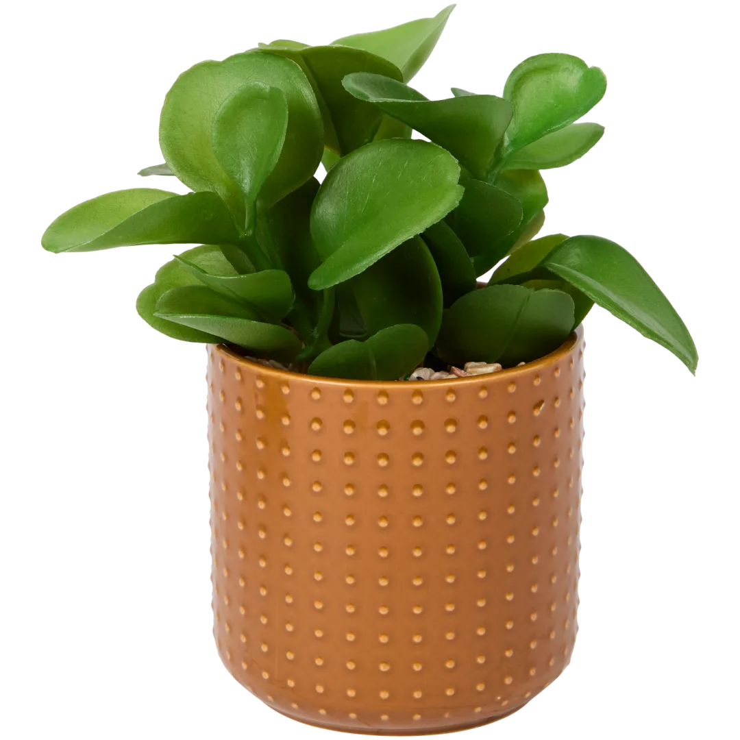 Plante grasse en pot Excellent Flowers