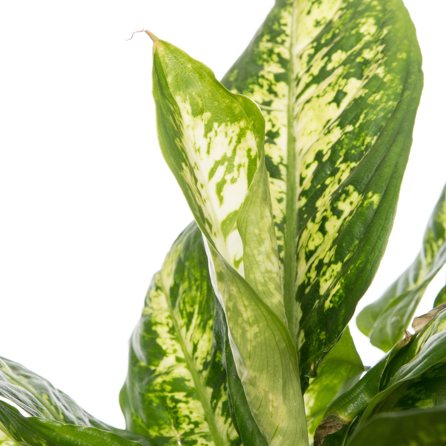 Dieffenbachia (Dieffenbachia 'Compacta') D 17 H 60 cm